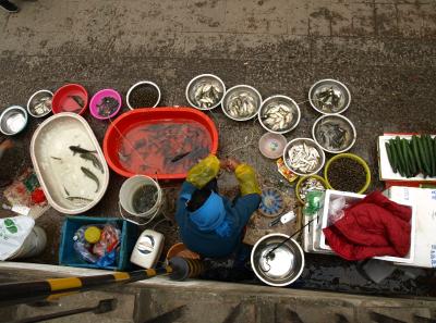 P4125649 50190652183 O