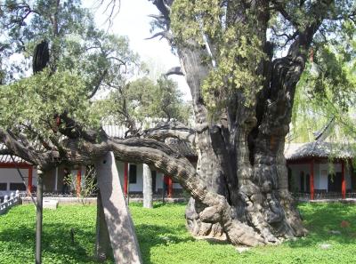 China0081012 Jpg 16261335960 O