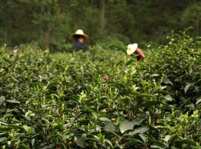 China0081050 Jpg 16447808852 O