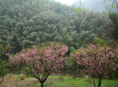 China0081056 Jpg 16262494409 O