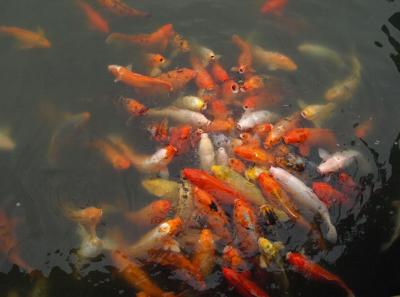 China0081106 Jpg 16262860707 O