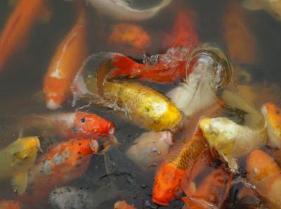 China2010spring 023 Jpg 15828502913 O