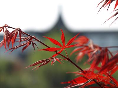 P4106756 16567466021 O