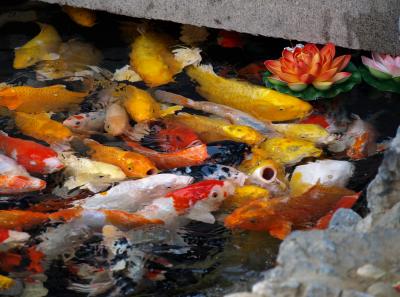 Pa154525 50945291057 O