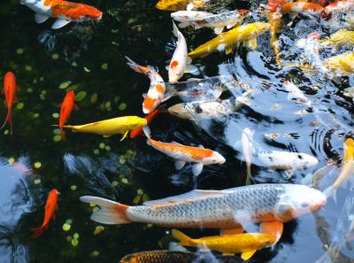 Pa154533 50945291152 O