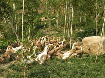 Pa194938 50945302077 O