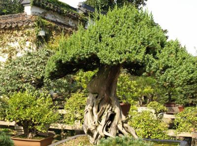 Pa245348 50944511698 O