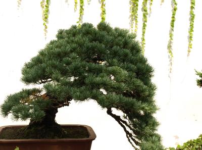 Pa245358 50945289057 O