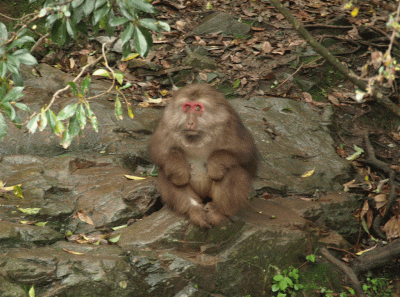 China2008 36s 15836966593 O