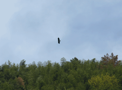 China2008 39s 15836968083 O