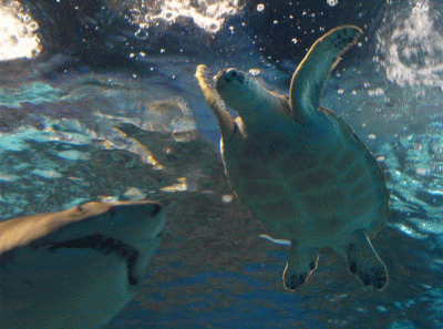 China2008 4s 15834491214 O