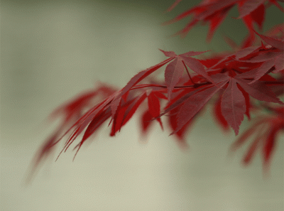 China2008 59s 16457054975 O