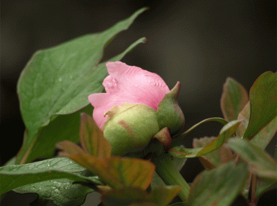 China2008 60s 16431048856 O