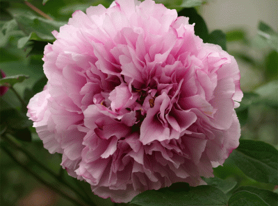 China2008 61s 16431049376 O