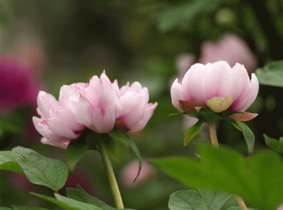 China2008 62s 16456111862 O