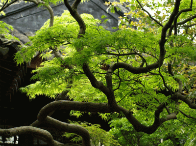 China2008 65s 16269359698 O