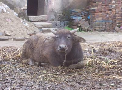 China2007 199 16786448835 O