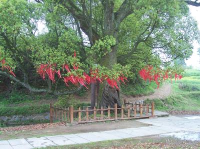 China2007 220 16164141194 O