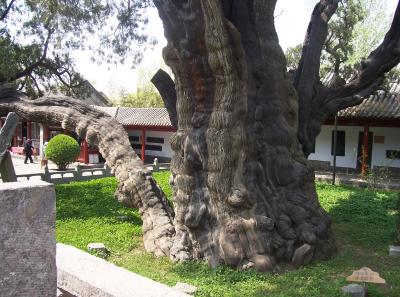 China2007 412 16579178877 O