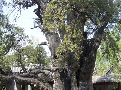 China2007 414 16164144404 O