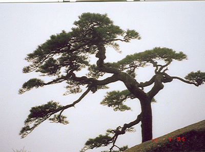 China28s 16455140262 O