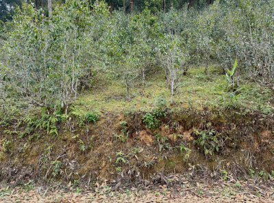 China 2026 March 105