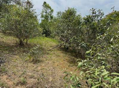 China 2026 March 112