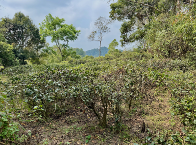 China 2026 March 113