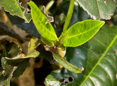 China 2026 March 128